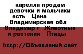 карелла продам девочки и мальчики есть › Цена ­ 2 200 - Владимирская обл., Владимир г. Животные и растения » Птицы   